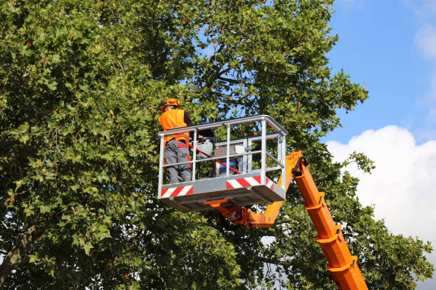 How Our Tree Care Process Works  in  Leisure City, FL